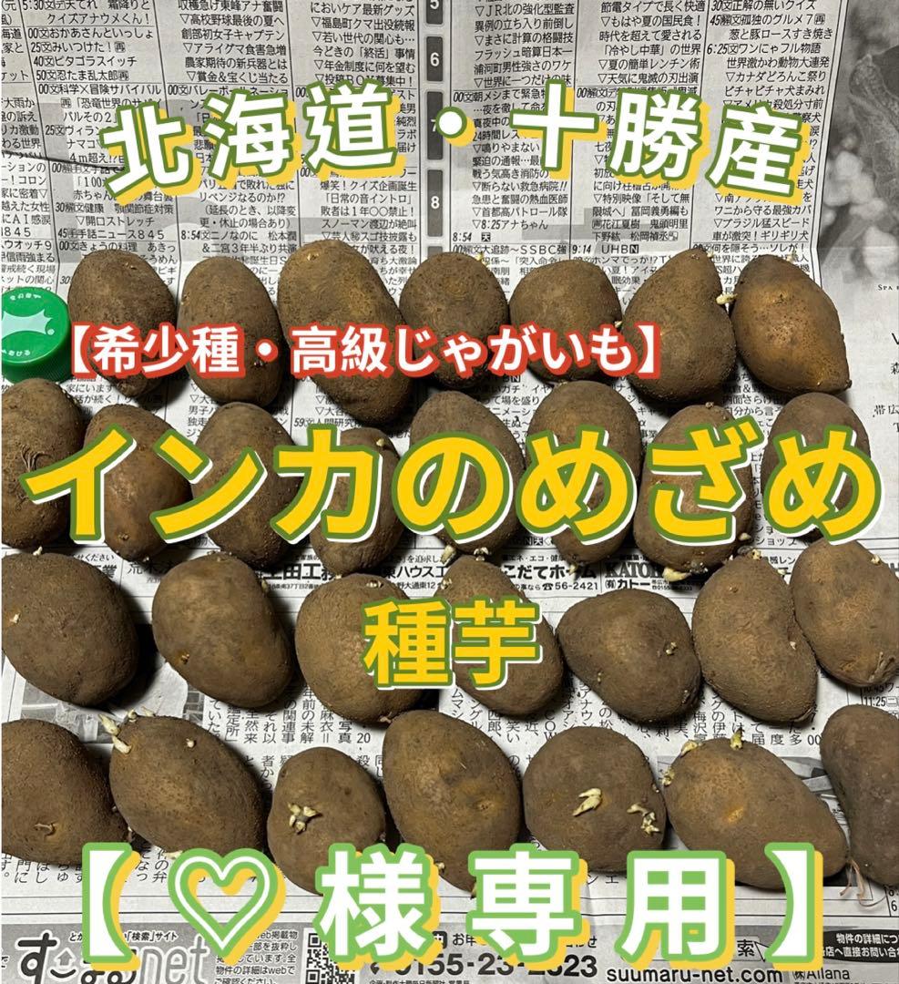 北海道・十勝産 インカのめざめ 種芋 (200個）