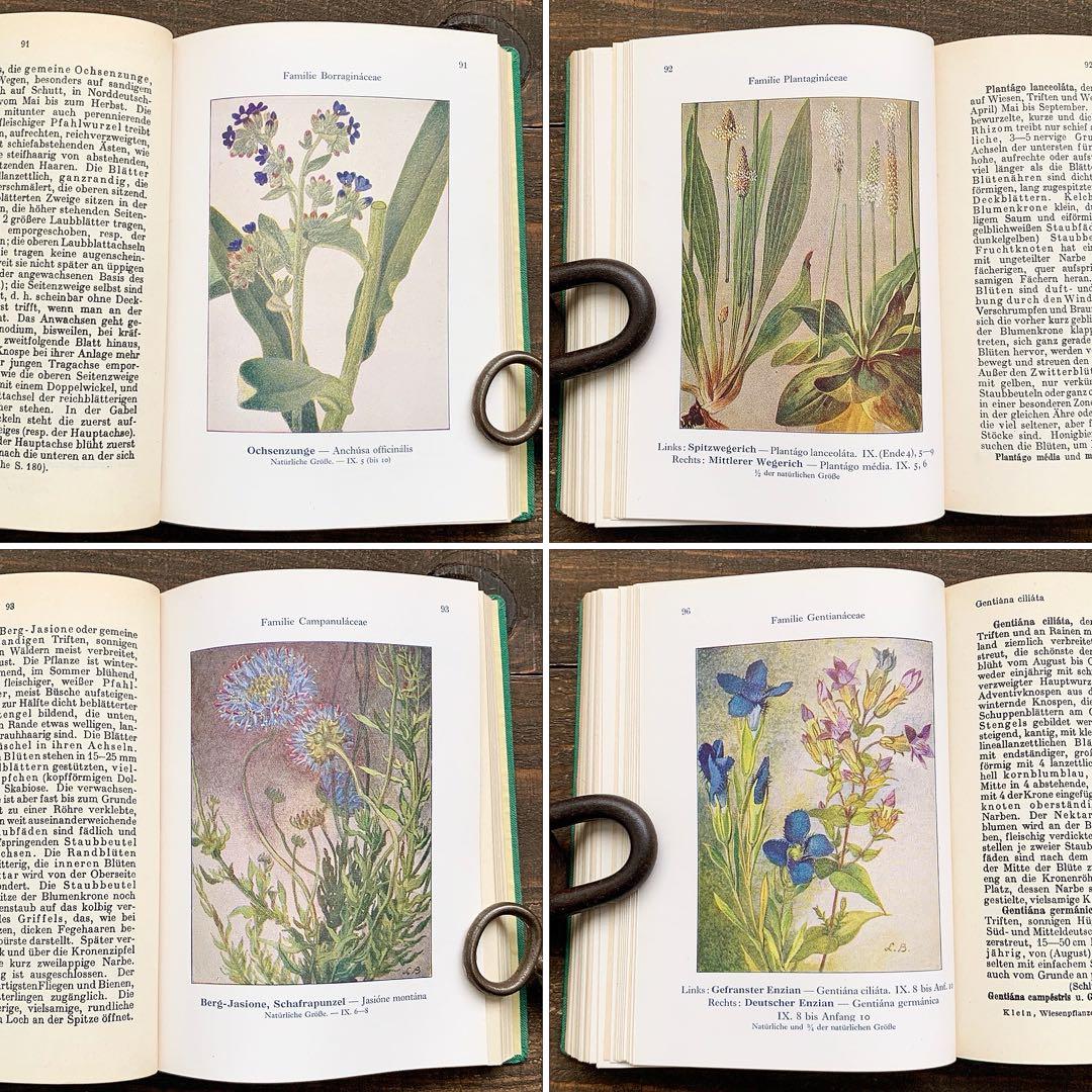 [1924年]ドイツの古い植物図鑑/植物画 ボタニカルアート 雰囲気◎/