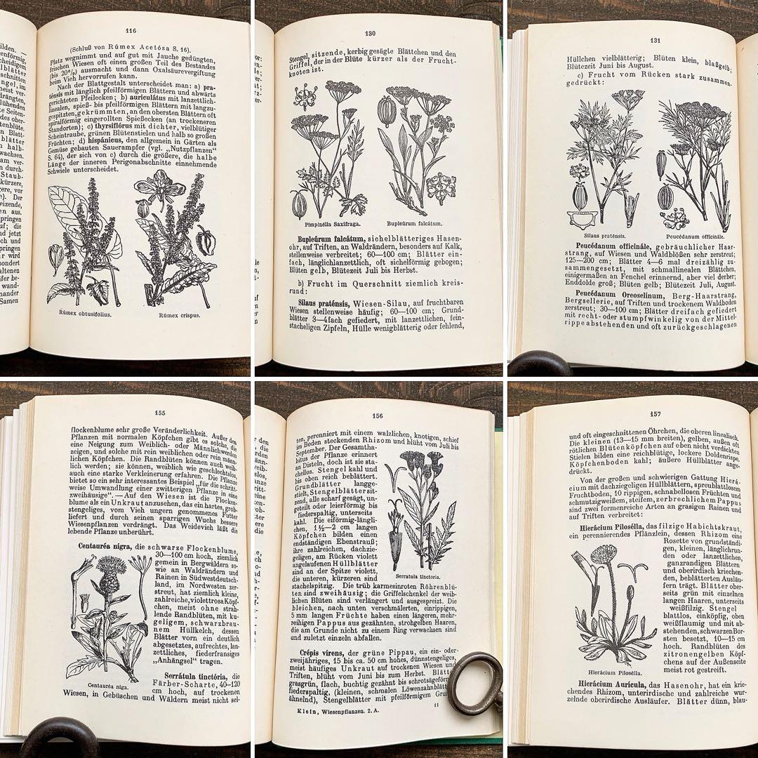 [1924年]ドイツの古い植物図鑑/植物画 ボタニカルアート 雰囲気◎/