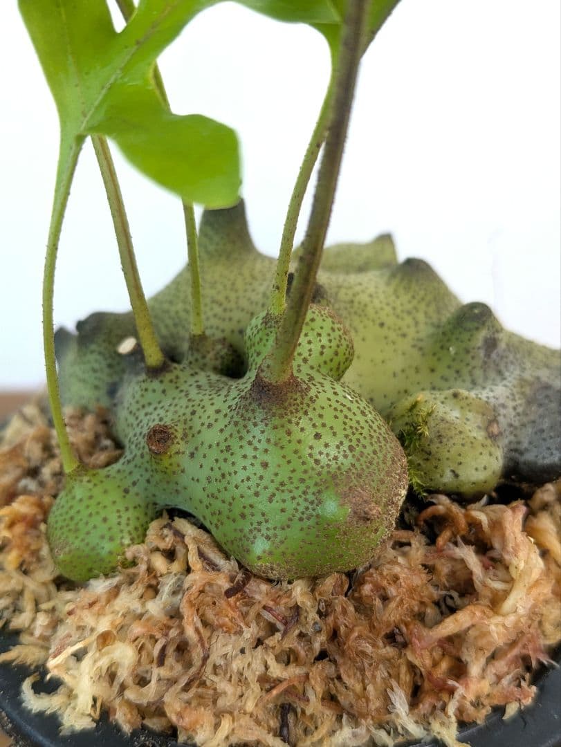 レカノプテリス タツタ アリ植物