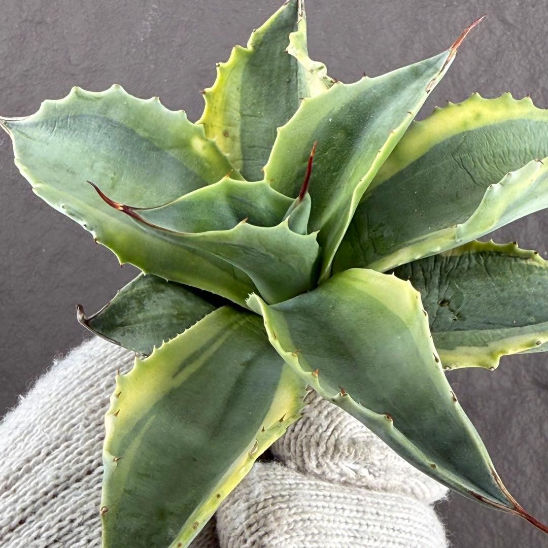 ゴ*ナ様 【アガベ オバティフォリア“オルカ”】地植え/-18℃まで/極上　L2