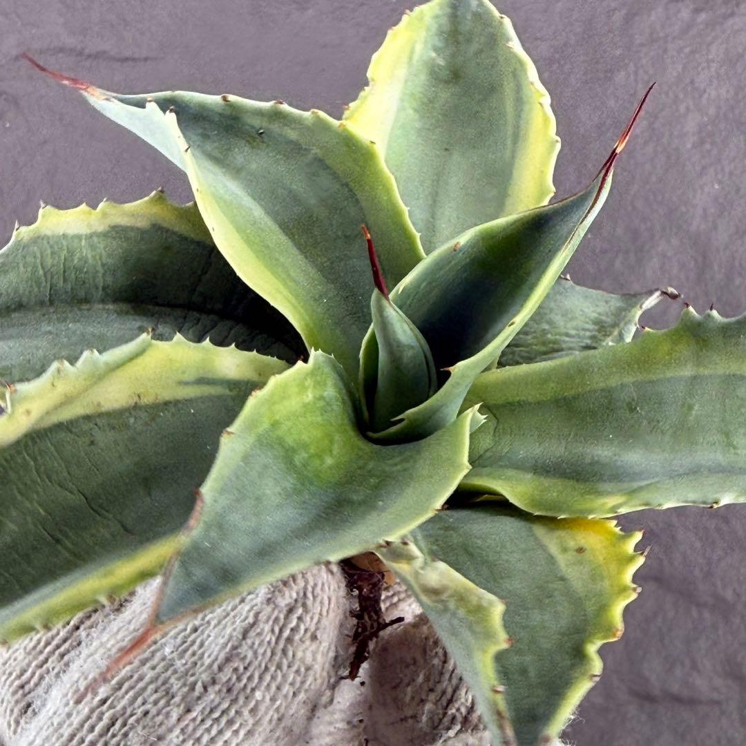 ゴ*ナ様 【アガベ オバティフォリア“オルカ”】地植え/-18℃まで/極上　L2