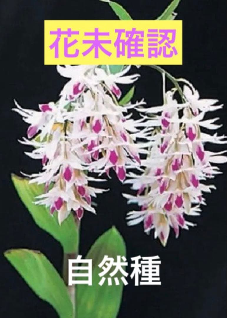 まらぎ　アメジストグロッサム　セレベンシス