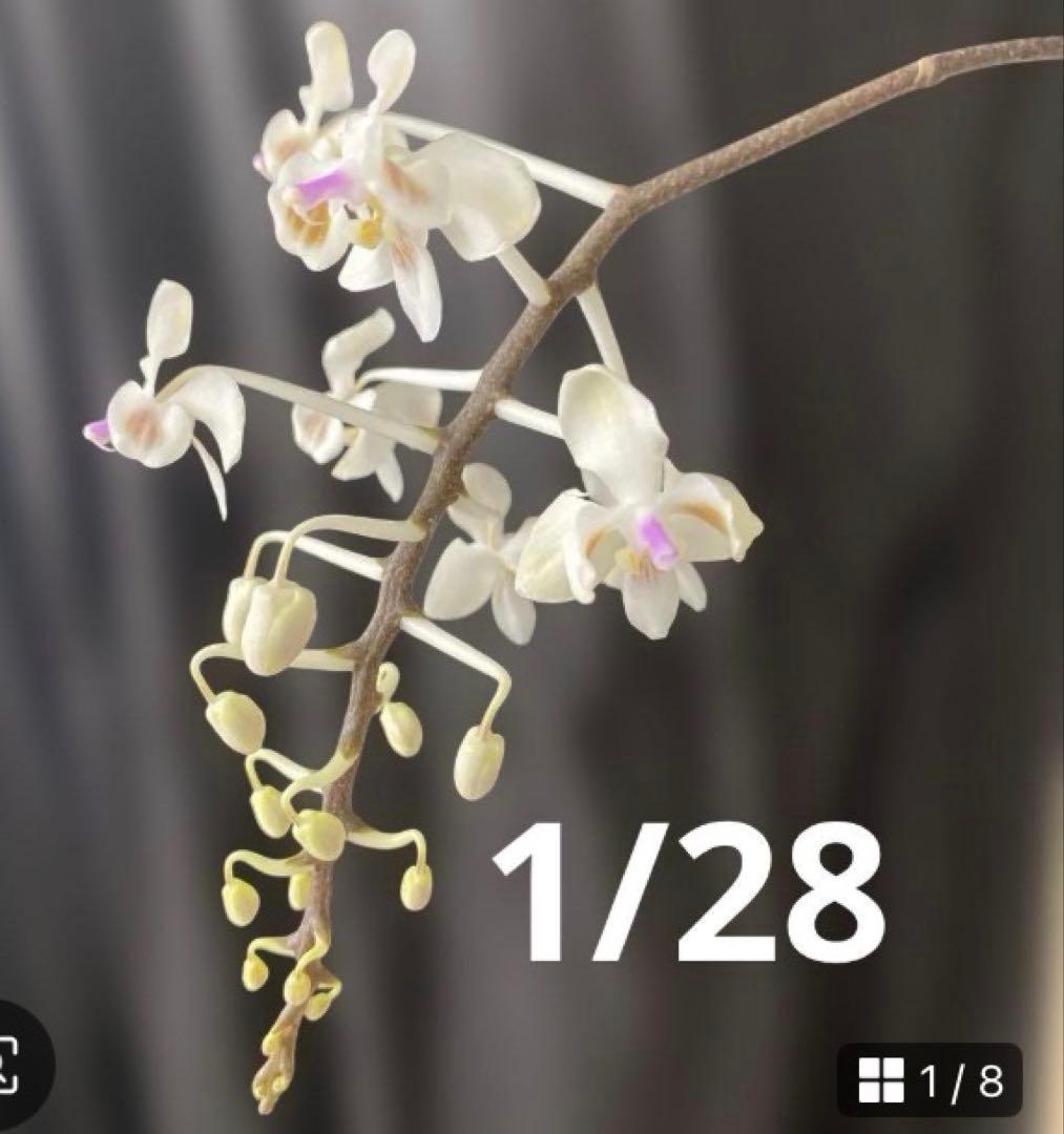 まらぎ　アメジストグロッサム　セレベンシス