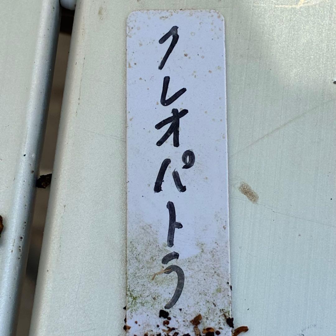 の*ん様 3438☘️花、自筆タグ付☘️⭐️ダーククレオパトラ⭐️超多弁⭐️中輪