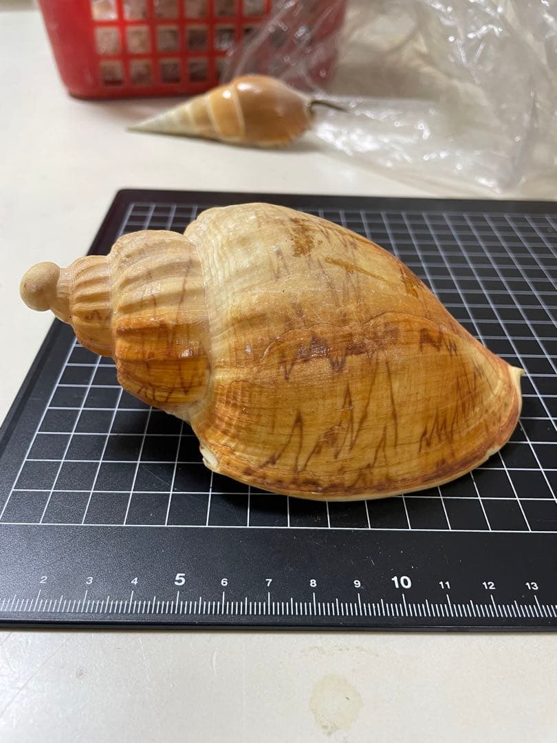 ダンシャクボラ　貝殻　標本