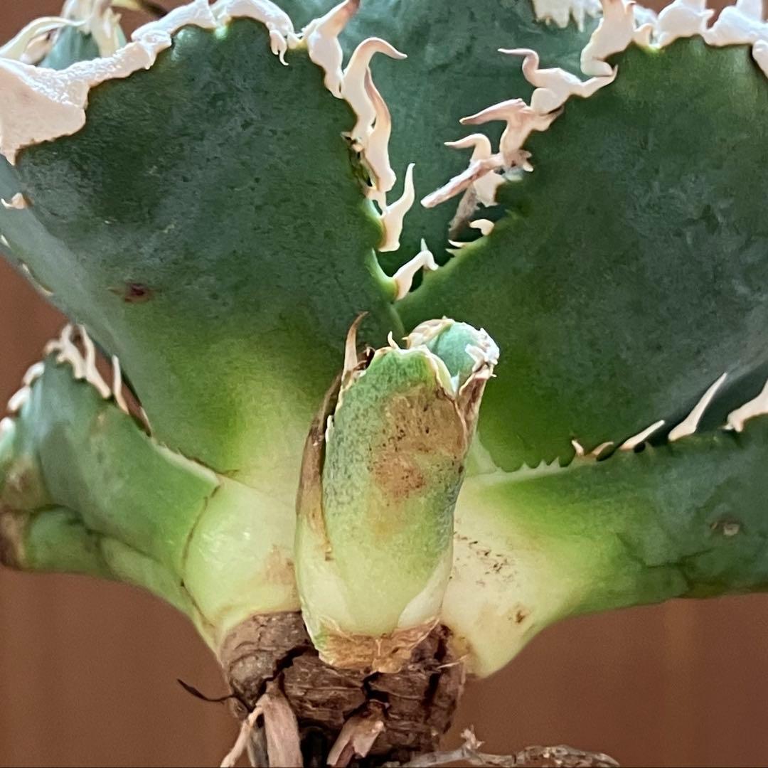 【初売り】76 超選抜　太棘　子株付　バンド幅大　アガベ　白豪刺TC ⑨【速達】