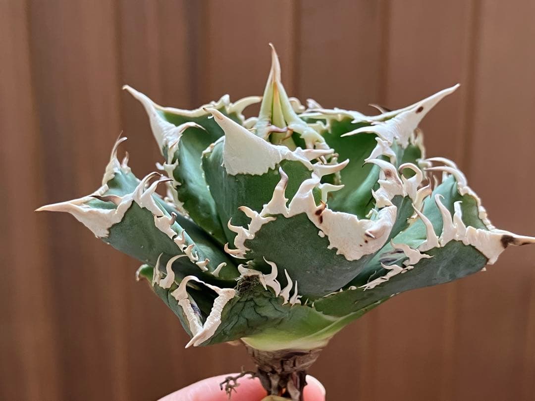 【初売り】76 超選抜　太棘　子株付　バンド幅大　アガベ　白豪刺TC ⑨【速達】