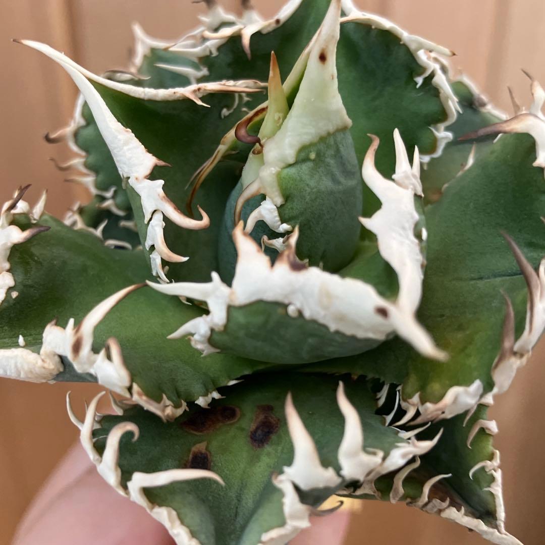 【初売り】76 超選抜　太棘　子株付　バンド幅大　アガベ　白豪刺TC ⑨【速達】