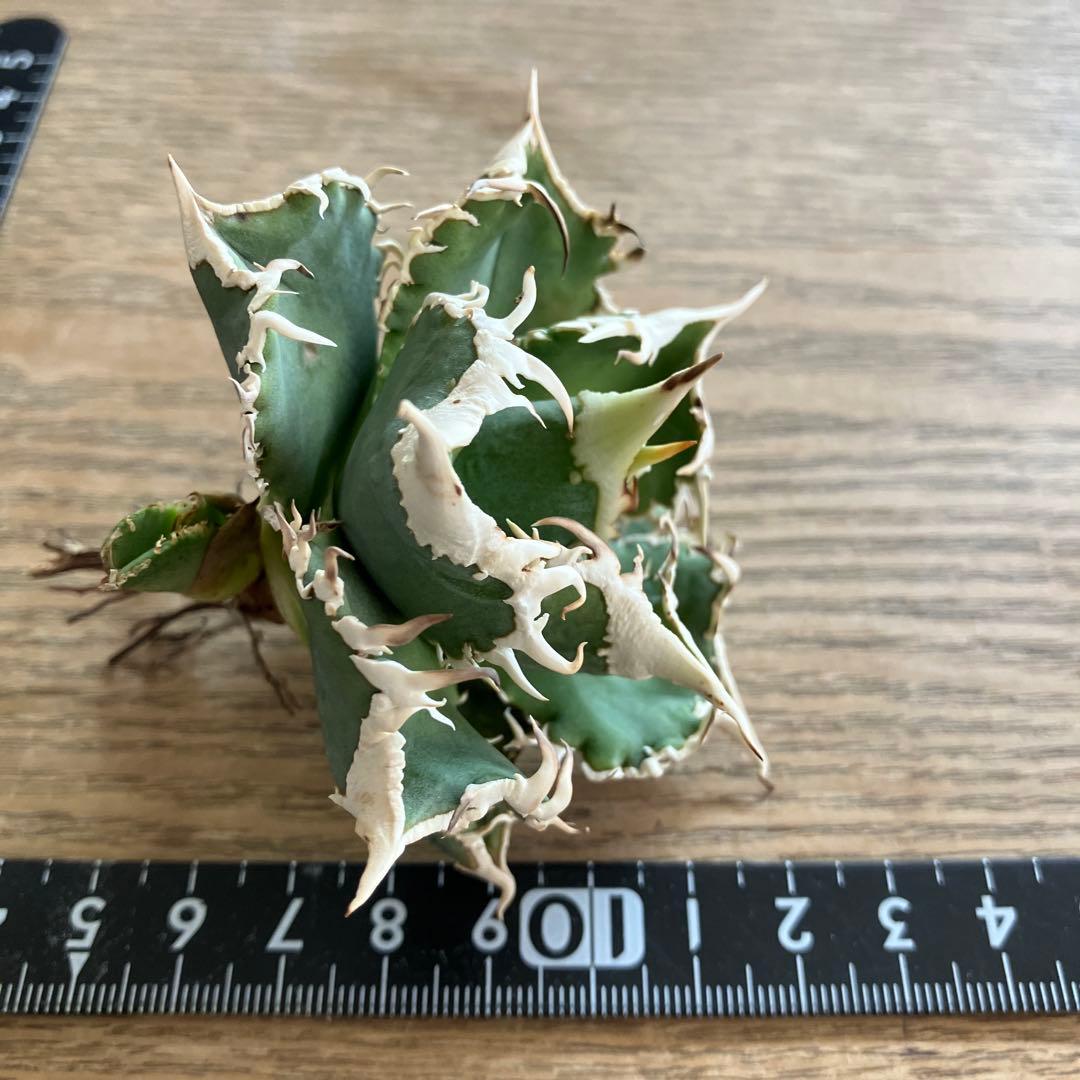 【初売り】76 超選抜　太棘　子株付　バンド幅大　アガベ　白豪刺TC ⑨【速達】