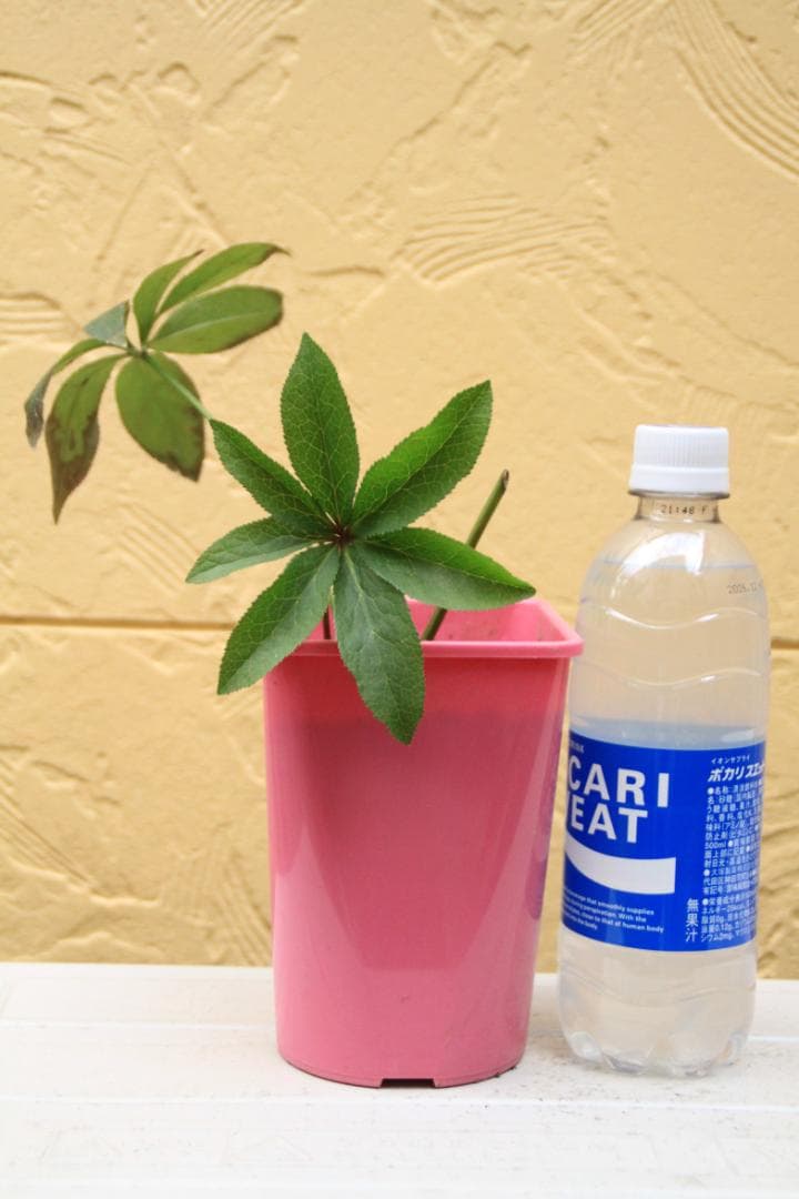 くり様ご確認用　クリスマスローズ未開花株（株分け　小さめ）