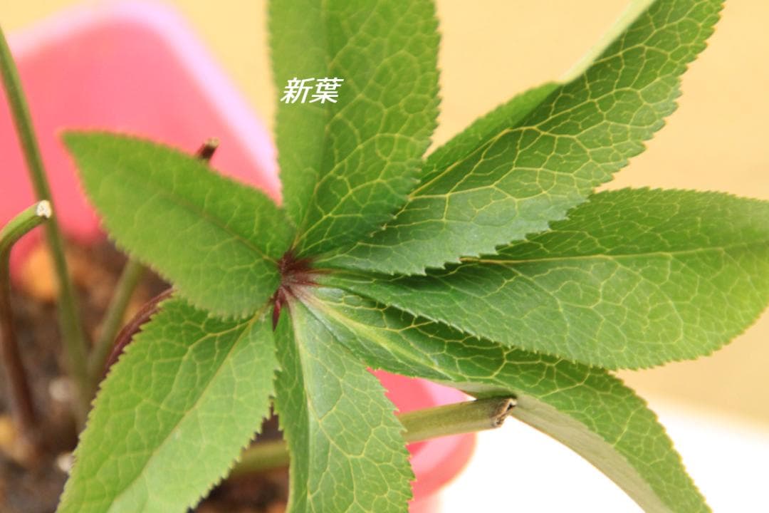 くり様ご確認用　クリスマスローズ未開花株（株分け　小さめ）