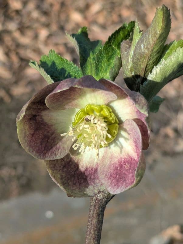 大和園 クリスマスローズ｜激渋ブラウン系｜まるでブラウンパステリッシュな一株