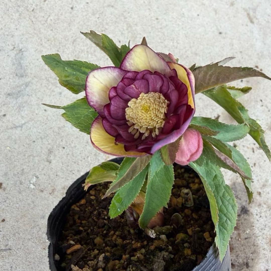 100 クリスマスローズ　開花株