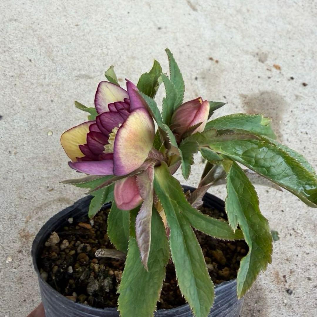 100 クリスマスローズ　開花株