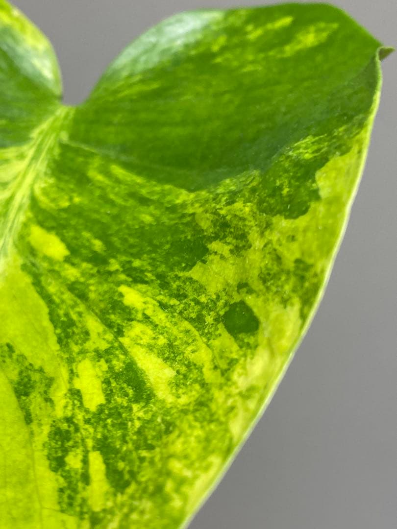 【これは本物です✨】モンステラ　イエローマリリン　黄斑　オーレア　希少　人気‼️