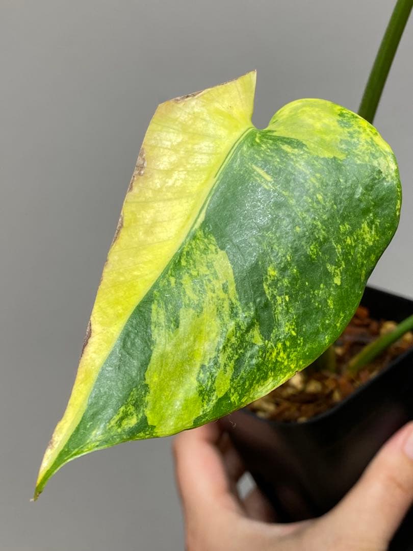 【これは本物です✨】モンステラ　イエローマリリン　黄斑　オーレア　希少　人気‼️