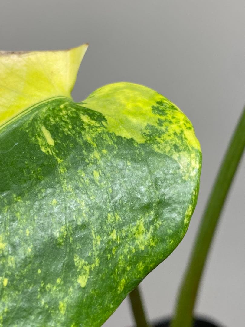 【これは本物です✨】モンステラ　イエローマリリン　黄斑　オーレア　希少　人気‼️