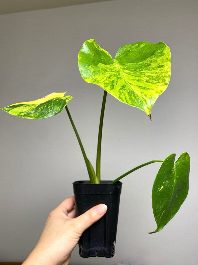 【これは本物です✨】モンステラ　イエローマリリン　黄斑　オーレア　希少　人気‼️