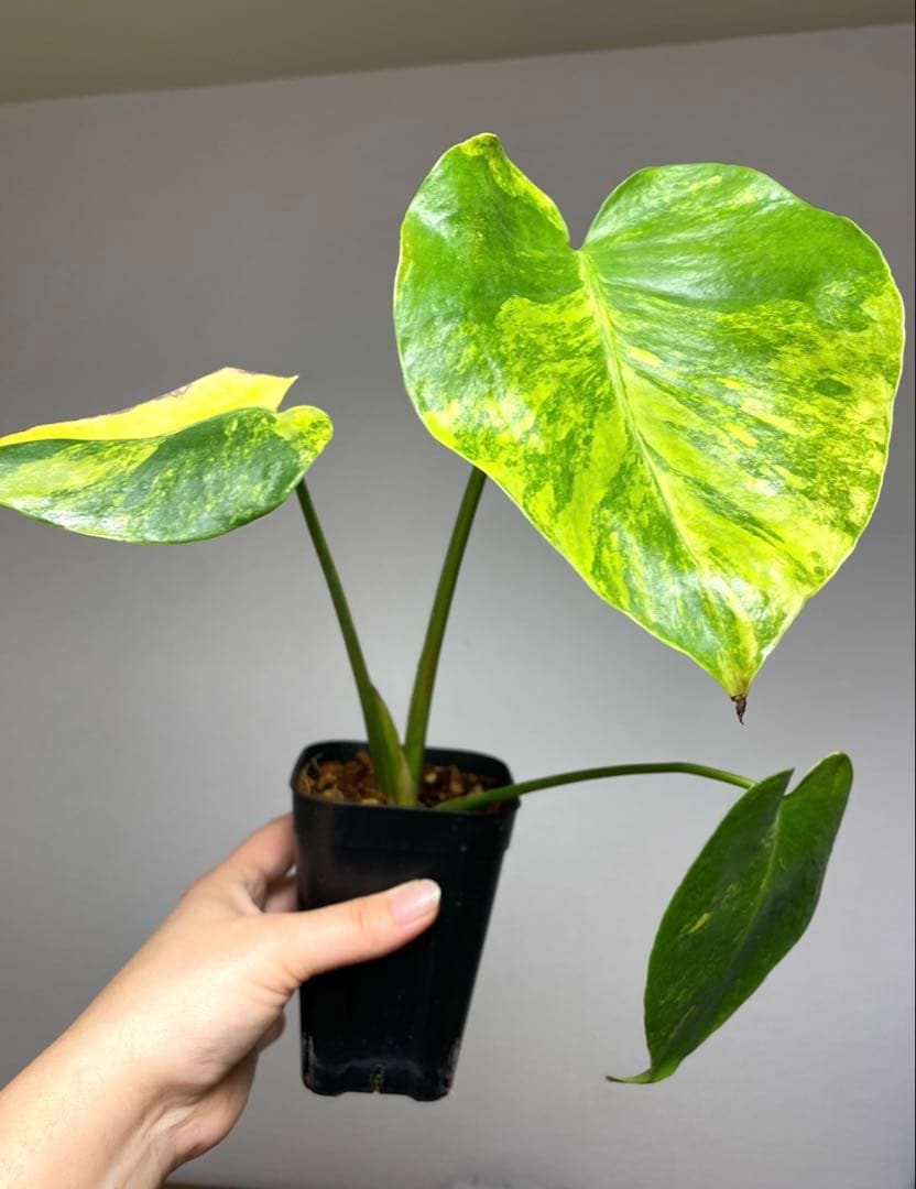 【これは本物です✨】モンステラ　イエローマリリン　黄斑　オーレア　希少　人気‼️