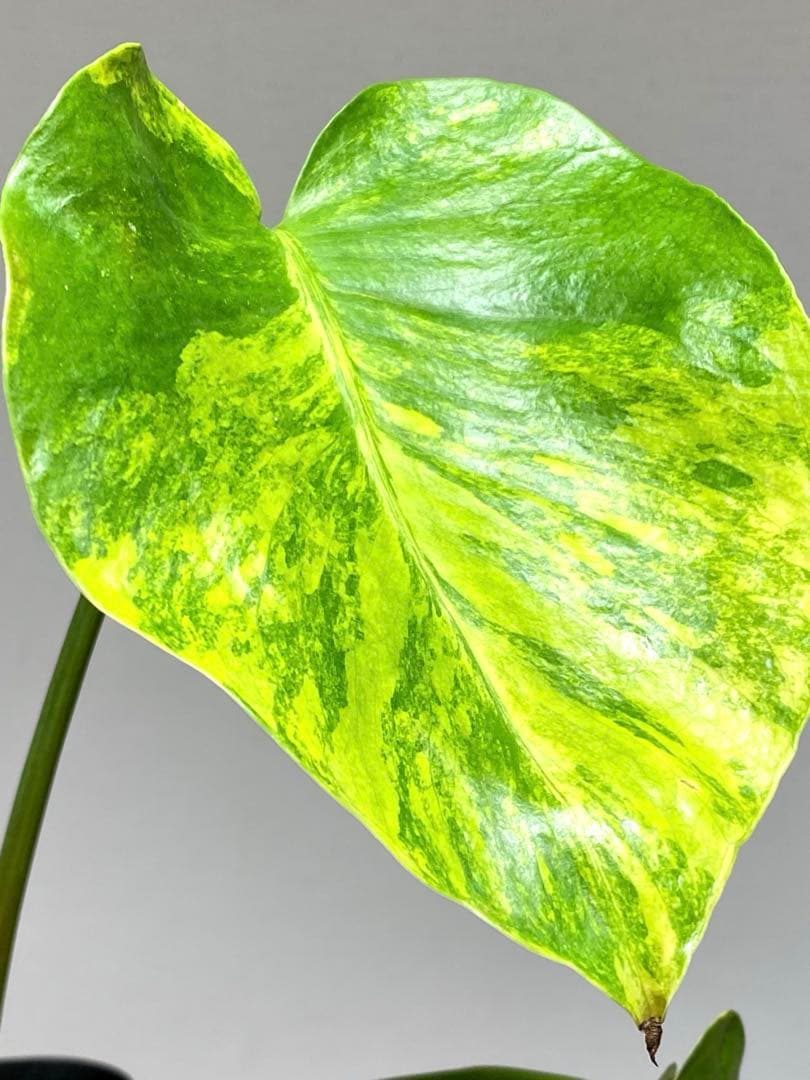 【これは本物です✨】モンステラ　イエローマリリン　黄斑　オーレア　希少　人気‼️
