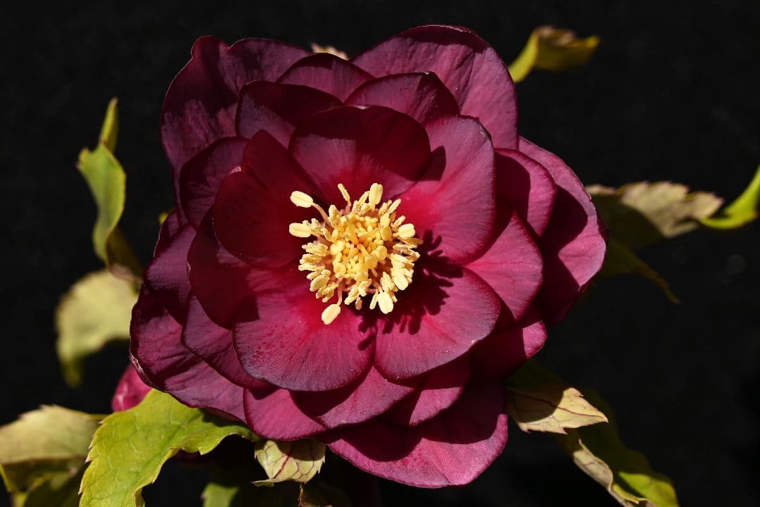 クリスマスローズ　認定ddレッドゴールドルビーフラッシュ　加藤農園