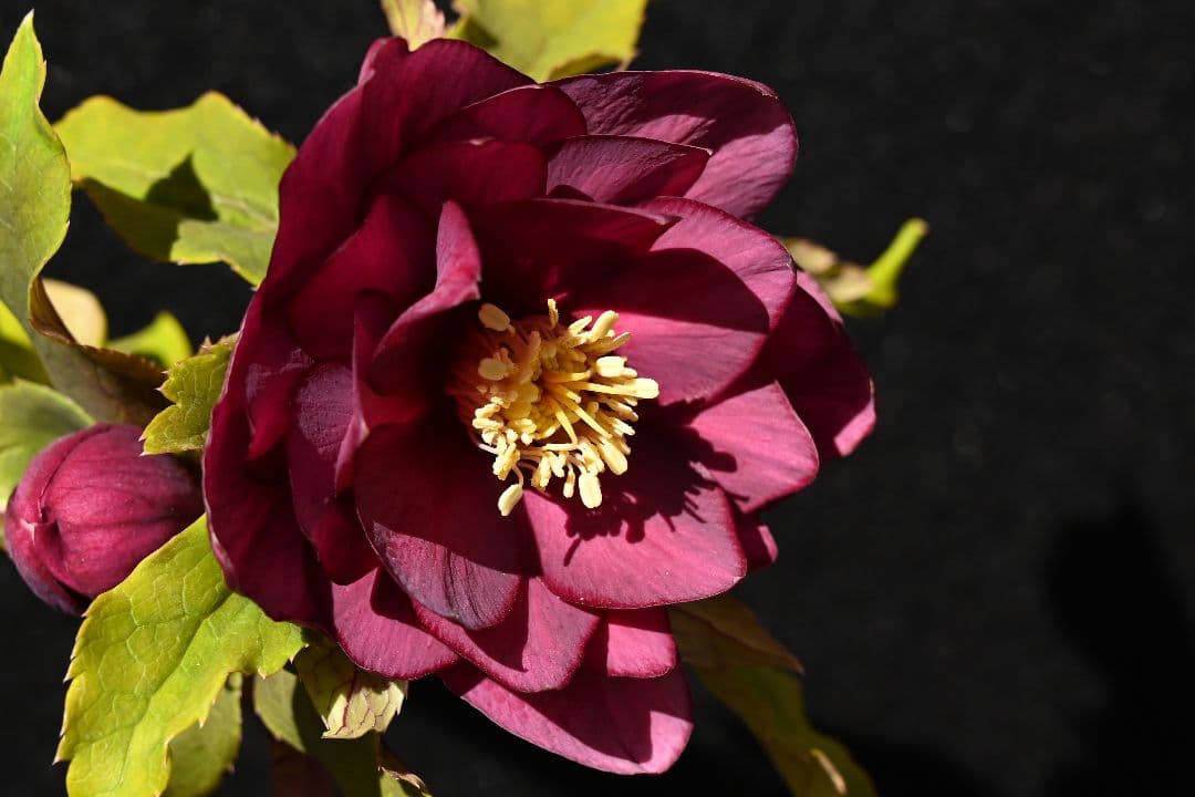 クリスマスローズ　認定ddレッドゴールドルビーフラッシュ　加藤農園