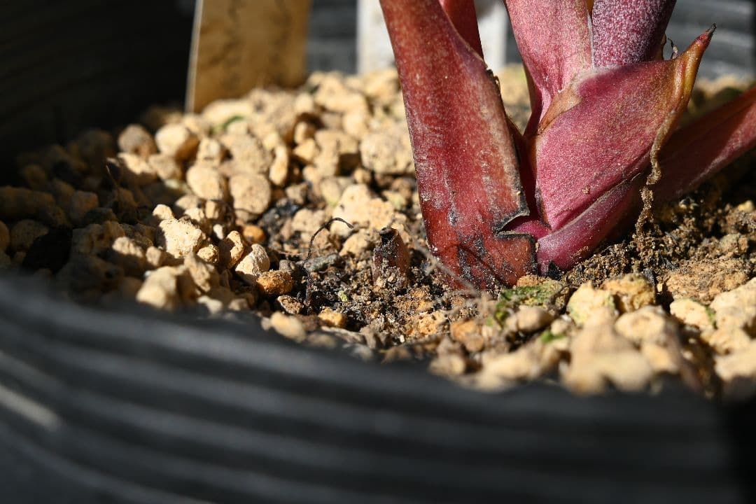 クリスマスローズ　認定ddレッドゴールドルビーフラッシュ　加藤農園