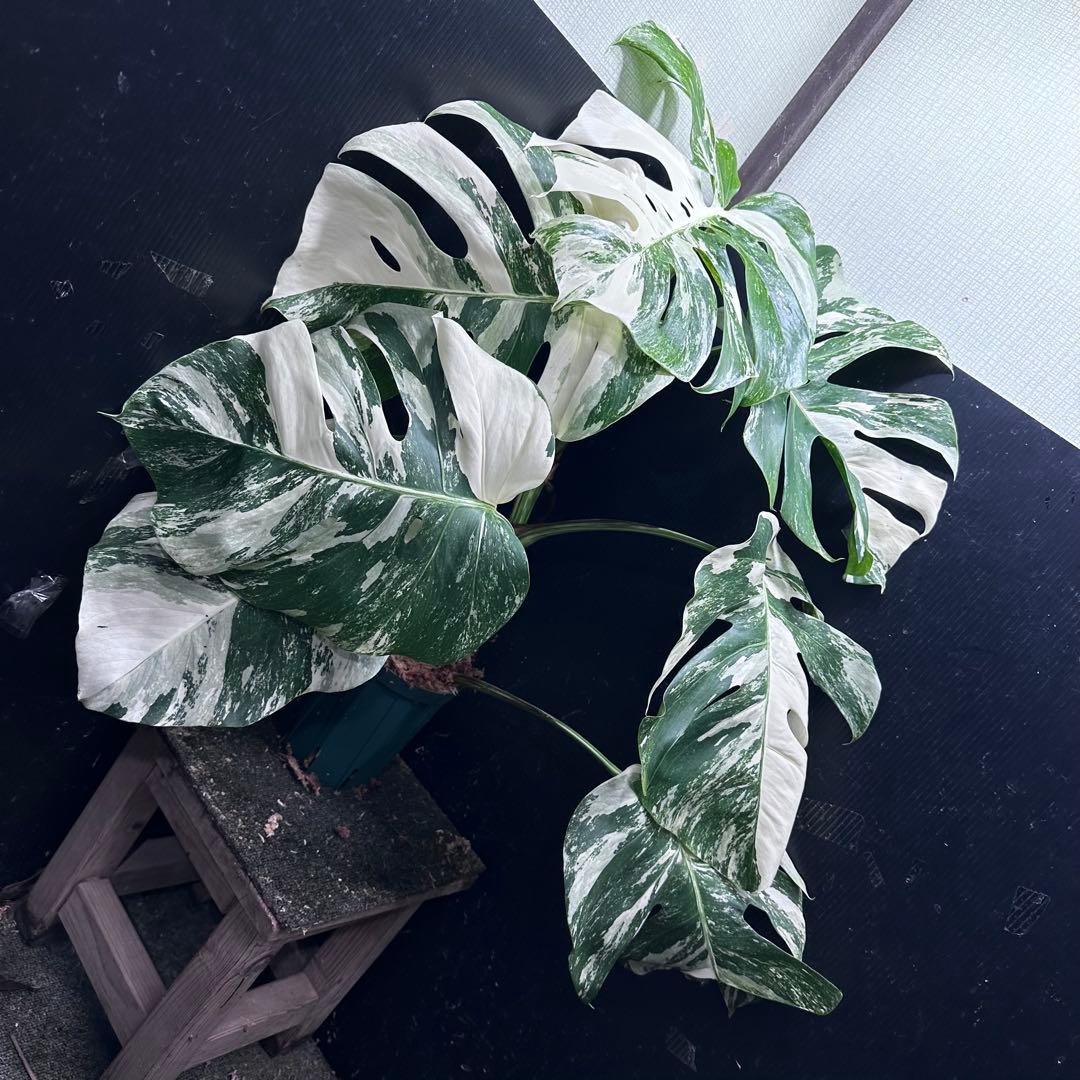 み*え様 斑入りモンステラ ホワイトタイガー極美大株69cm白斑多