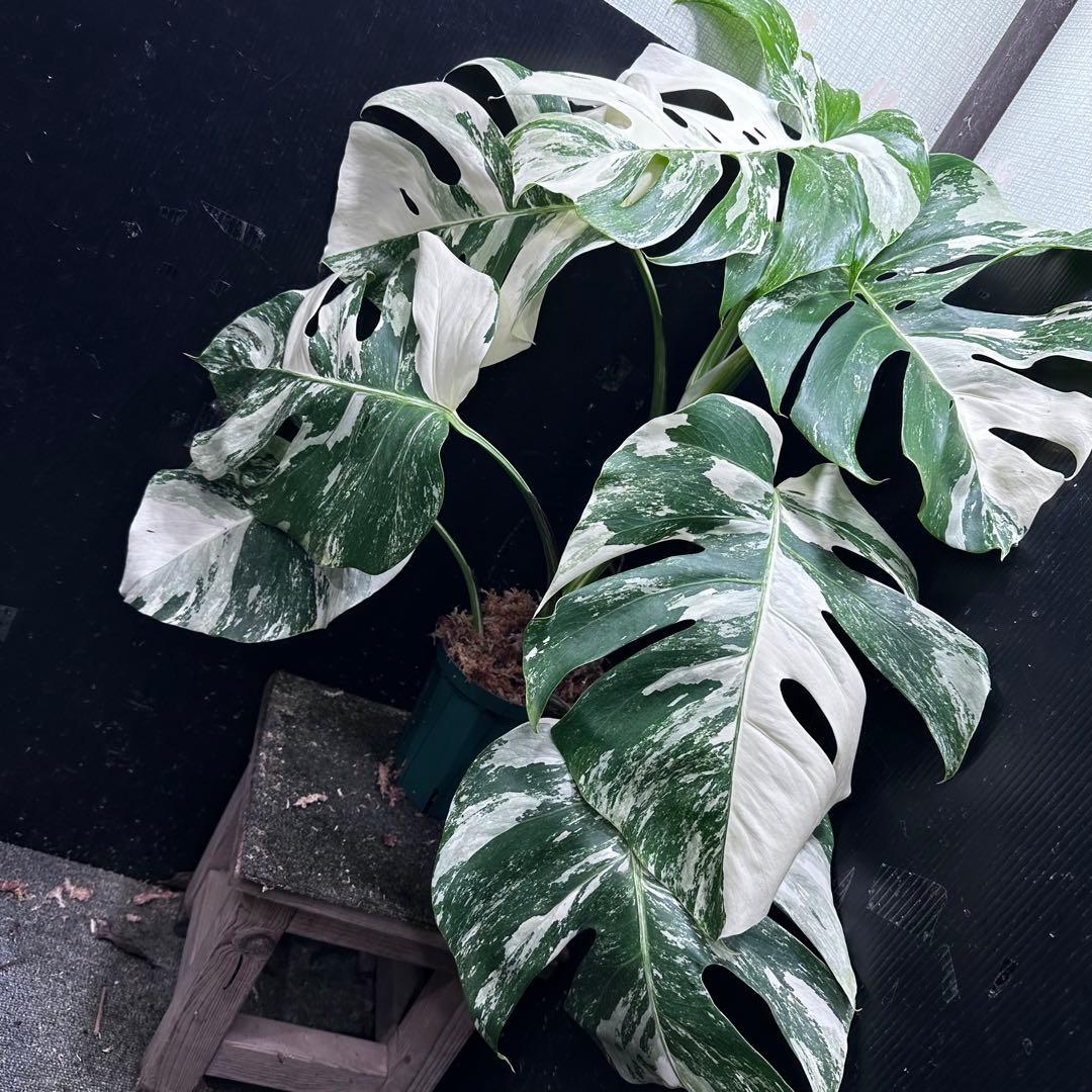 み*え様 斑入りモンステラ ホワイトタイガー極美大株69cm白斑多