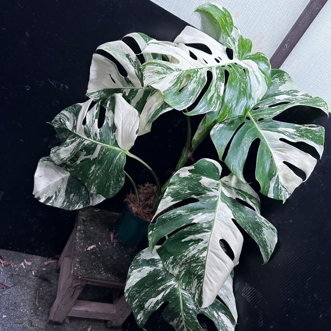 み*え様 斑入りモンステラ ホワイトタイガー極美大株69cm白斑多