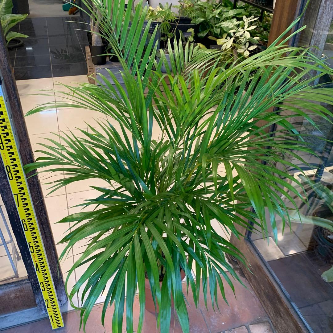 アレカヤシ 8号