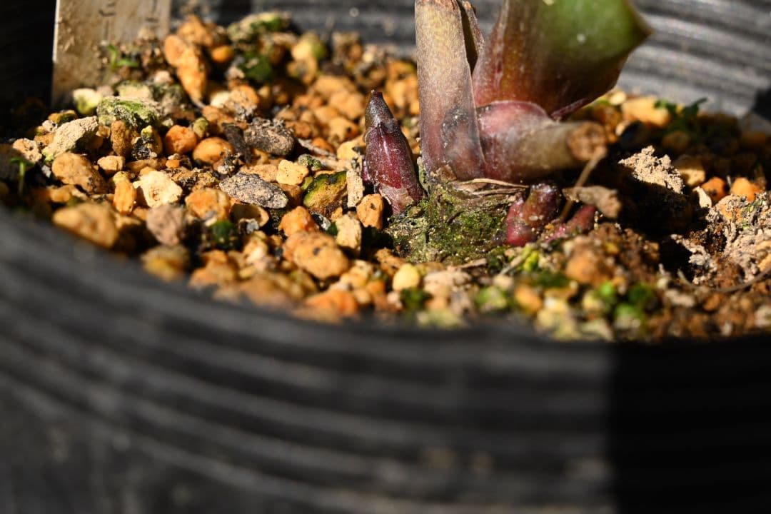 クリスマスローズ　認定毬姫モーリーsd多弁レッド　加藤農園