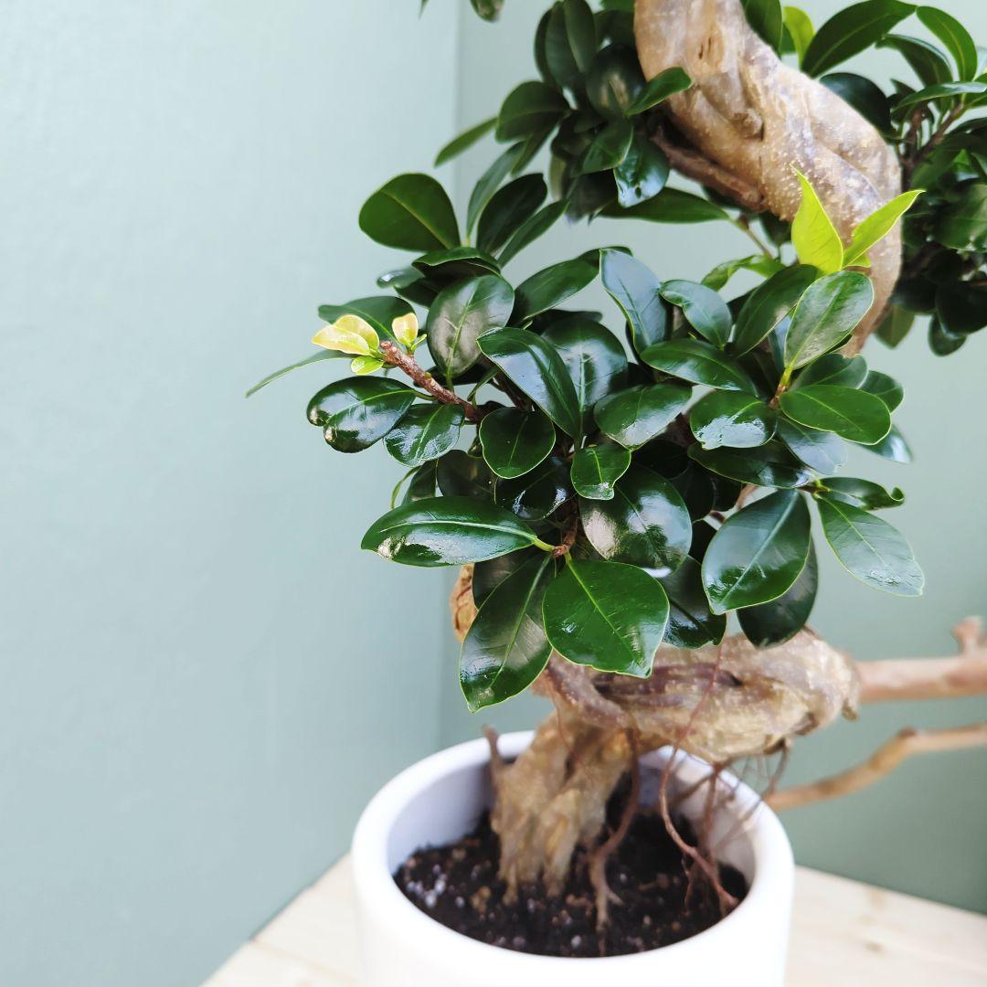 c63amg (現品)昇り龍 曲がり 根上８号