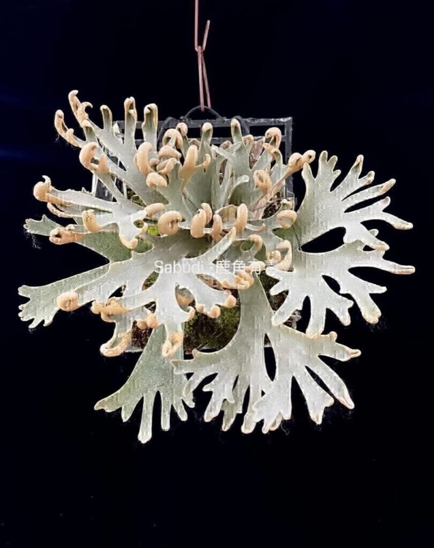 P.Willinckii ''Mew'' sporeling ドワーフ確定