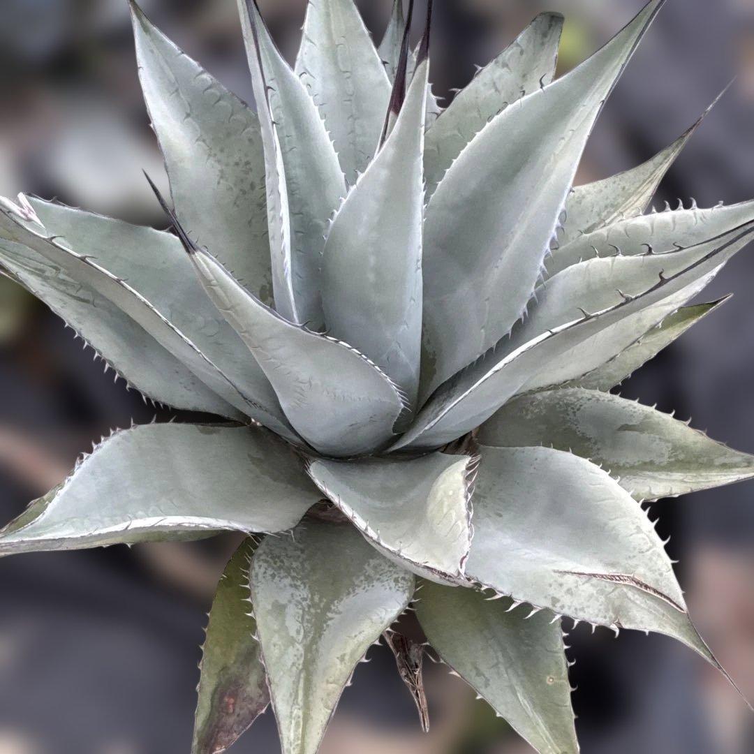 アガベ　地植え　大株　パリー　オバティフォリア　アメリカーナ　ドライガーデン