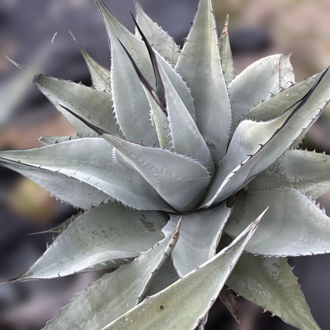 アガベ　地植え　大株　パリー　オバティフォリア　アメリカーナ　ドライガーデン