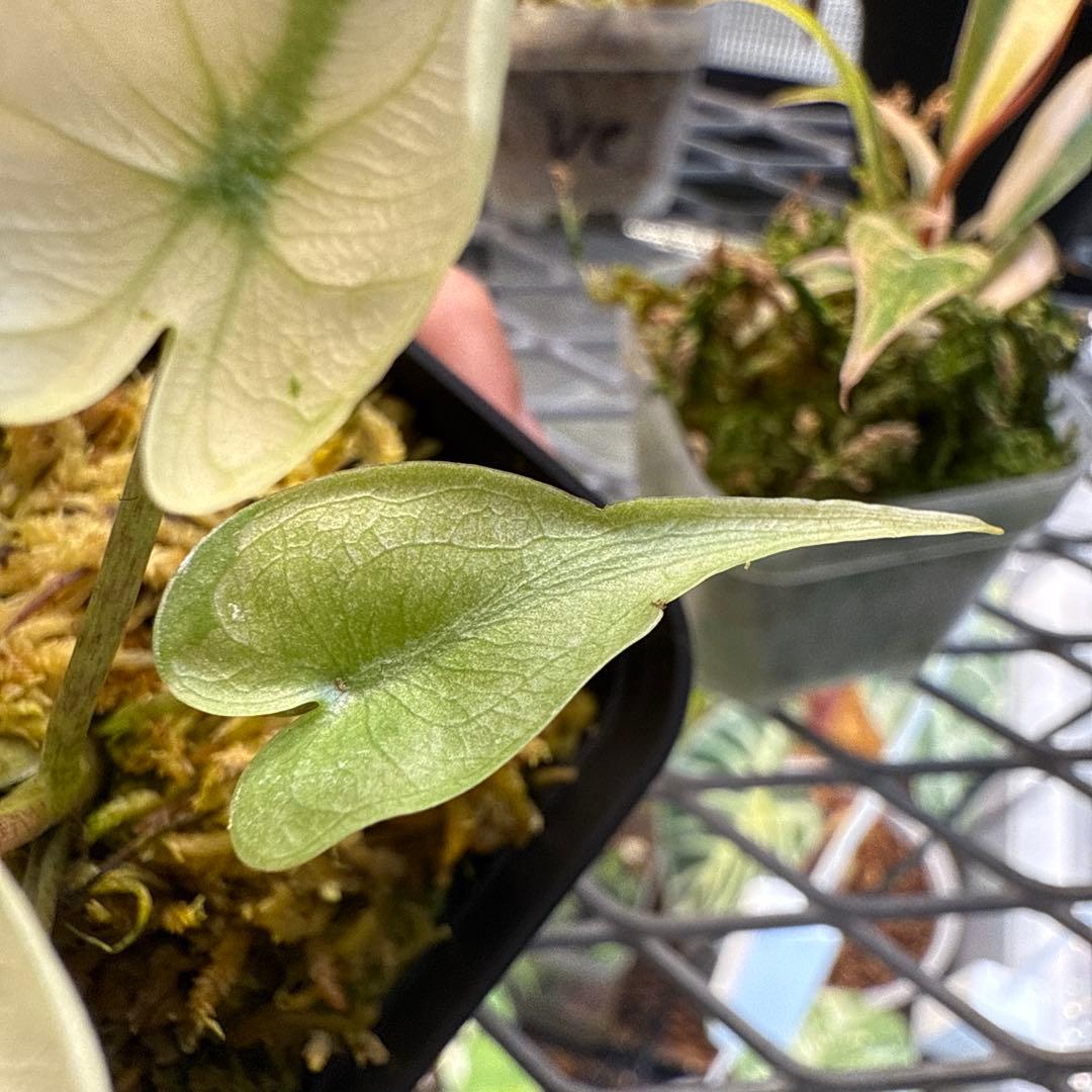 り*く様 格安 アロカシア スティングレイ アルボ