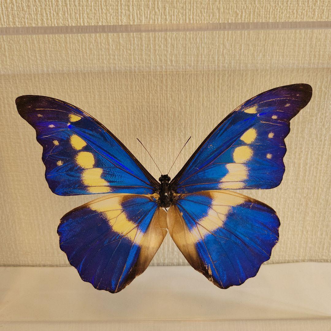 p*o様 蝶の標本　モルフォチョウの王様（珍美）