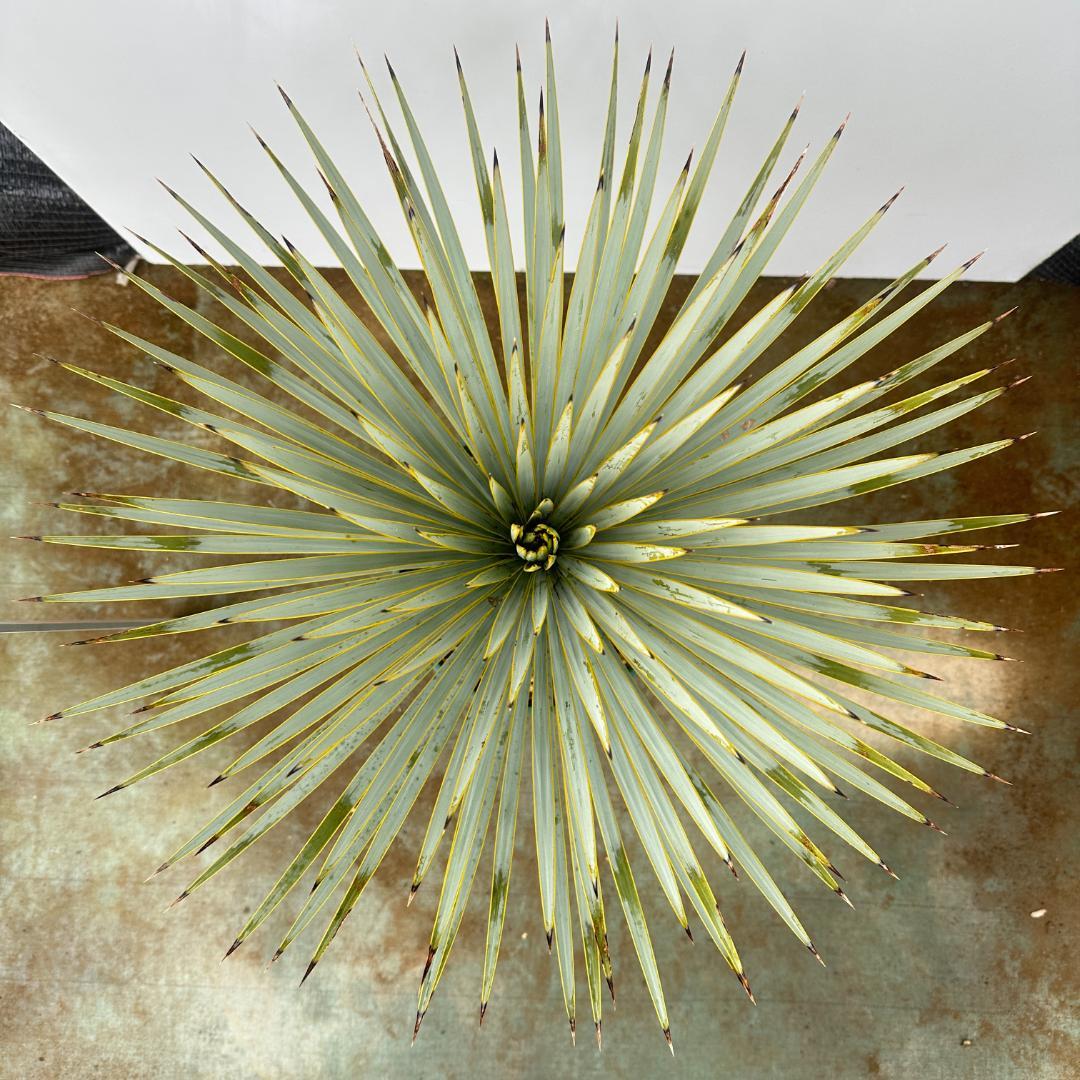 ユッカ　ロストラータ【24-662】超美形　シルバーブルー