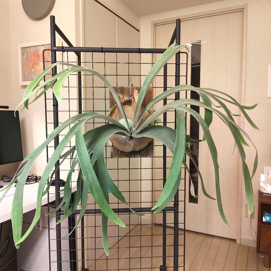 P.Andinum x P.Banna #A 現品