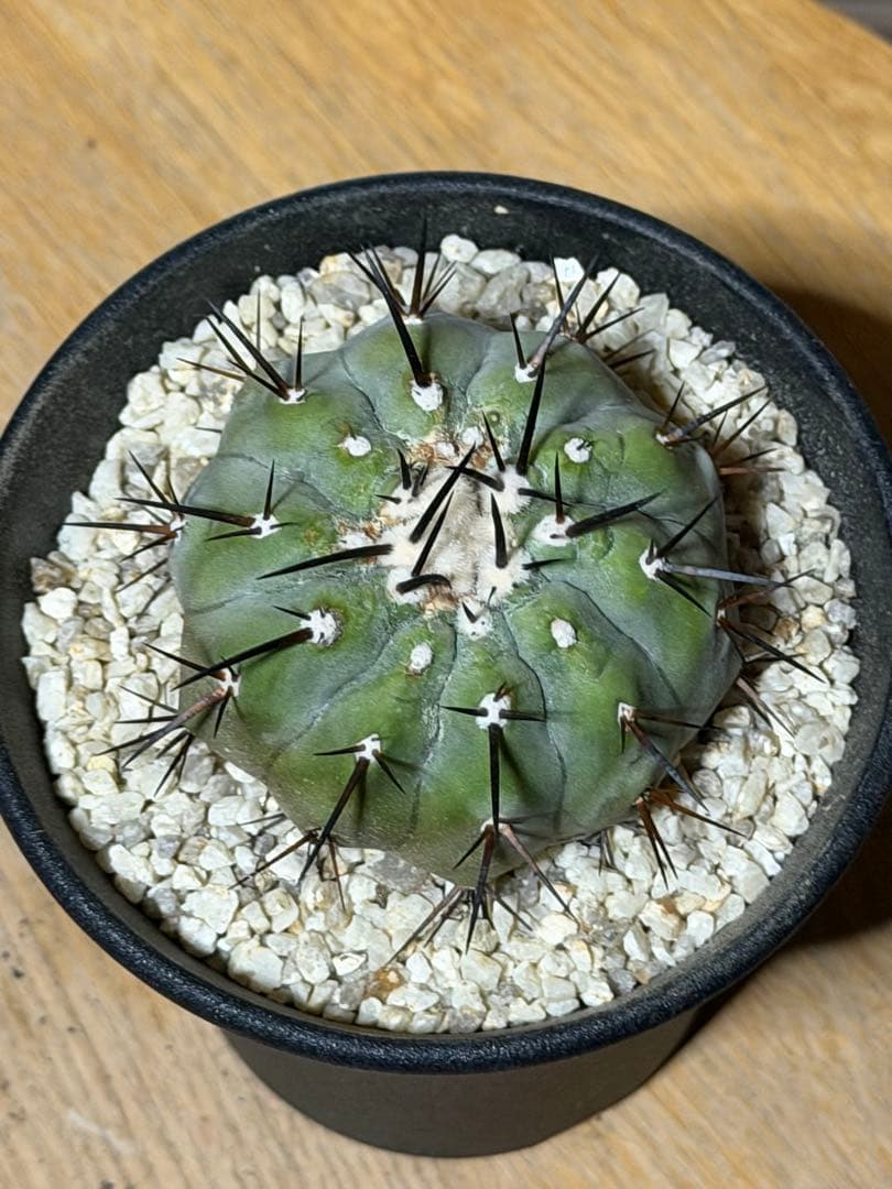 コピアポア 黒王丸 白肌 実生 検：コルムナアルバ