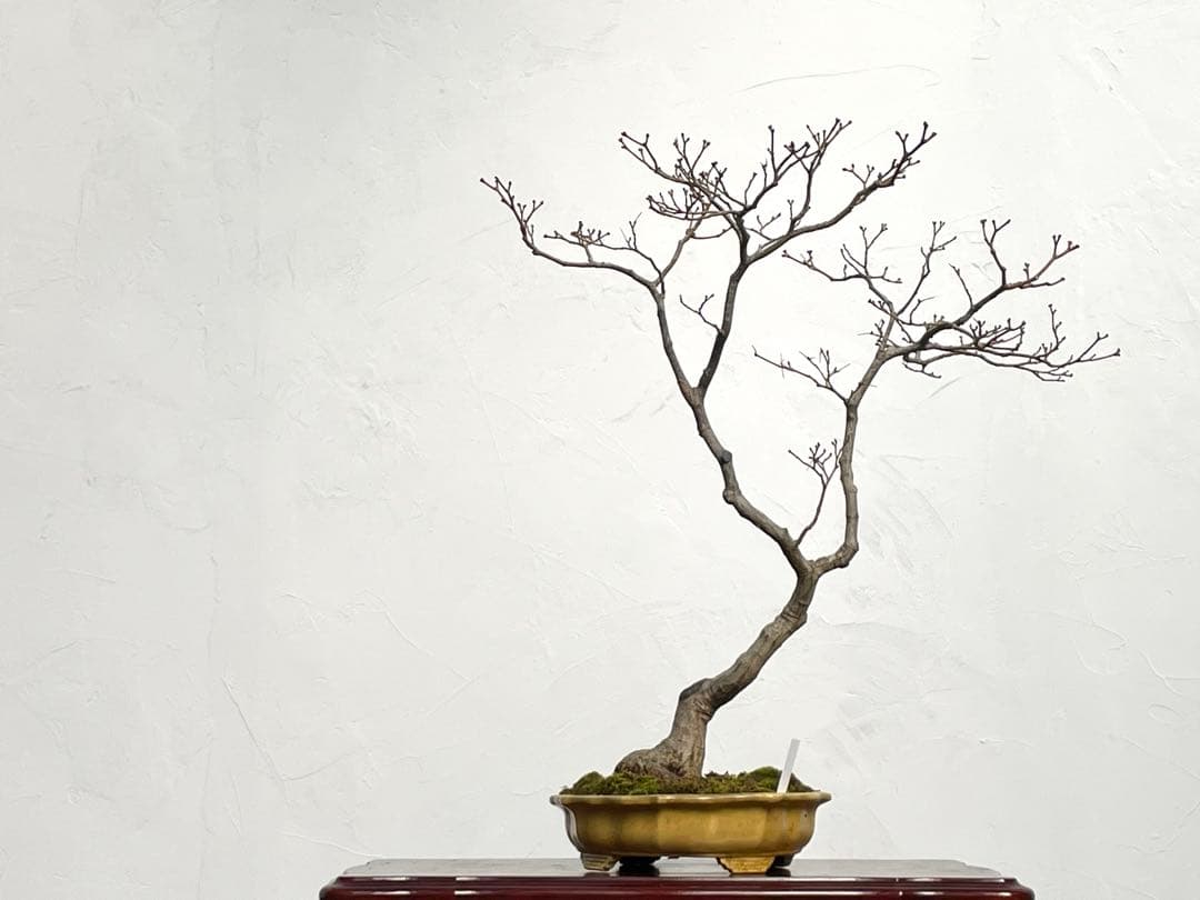 三河盆栽　京の舞　モミジ　盆栽　香峰　鉢