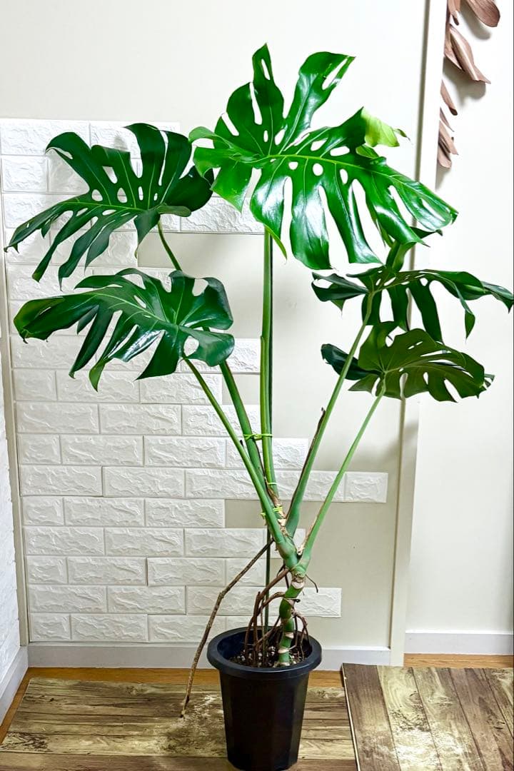 モンステラ⭐️根上がり⭐️特大サイズ　観葉植物