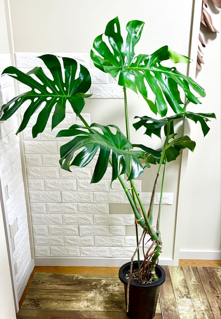 モンステラ⭐️根上がり⭐️特大サイズ　観葉植物