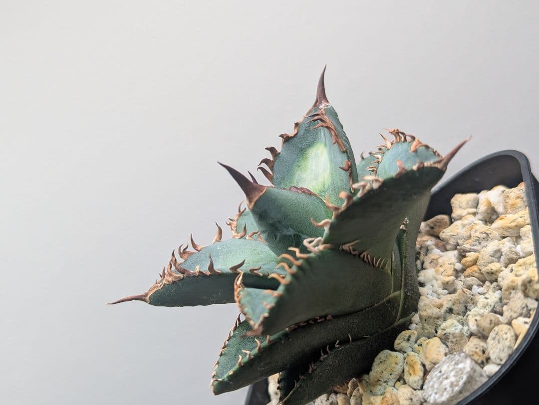 1株限定 オテロイ 現地球のOC子株 2、3又連棘系 発根活着済