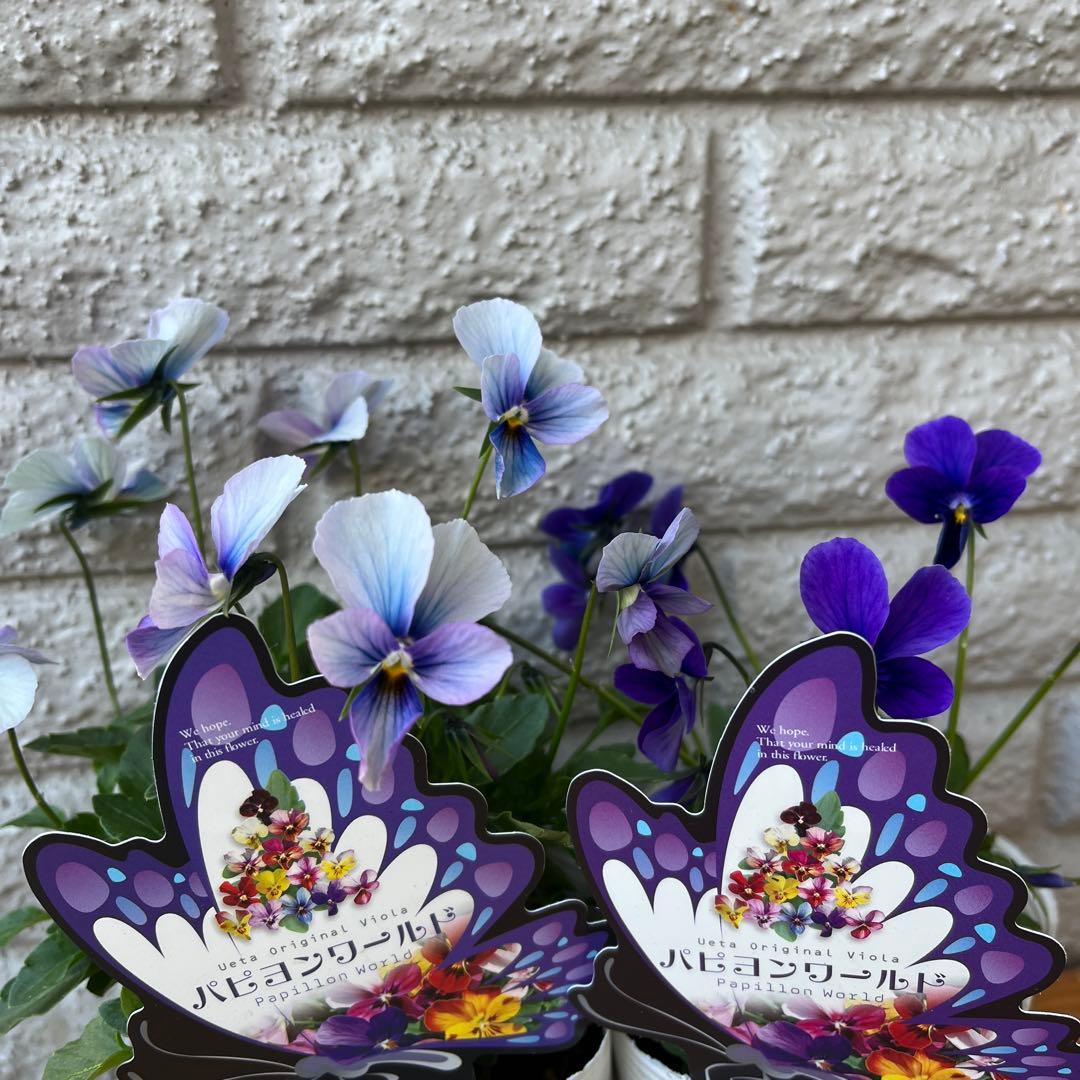 あき ビオラ♡パンジー