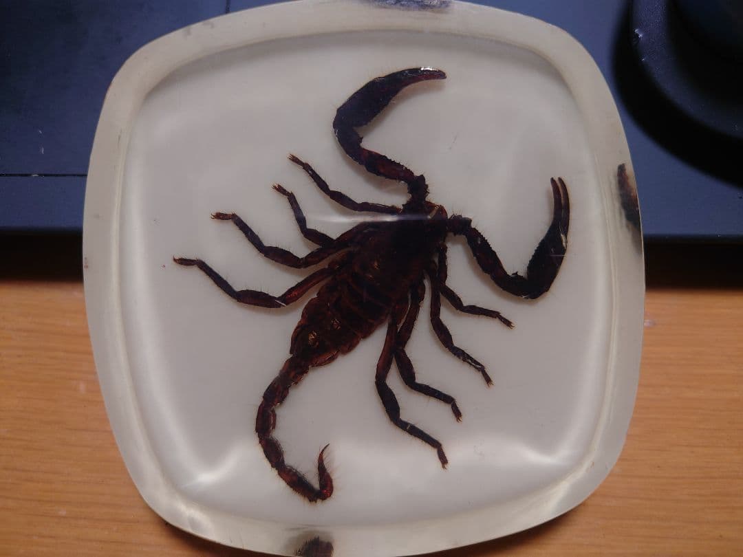 【邪気を貫く守護神】 Kaiser Skorpion 聖なる結界石 チョウピラコ