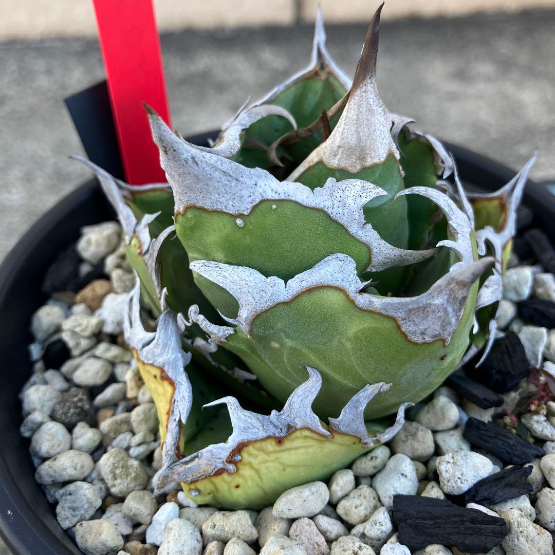 アガベ チタノタ cok cg01