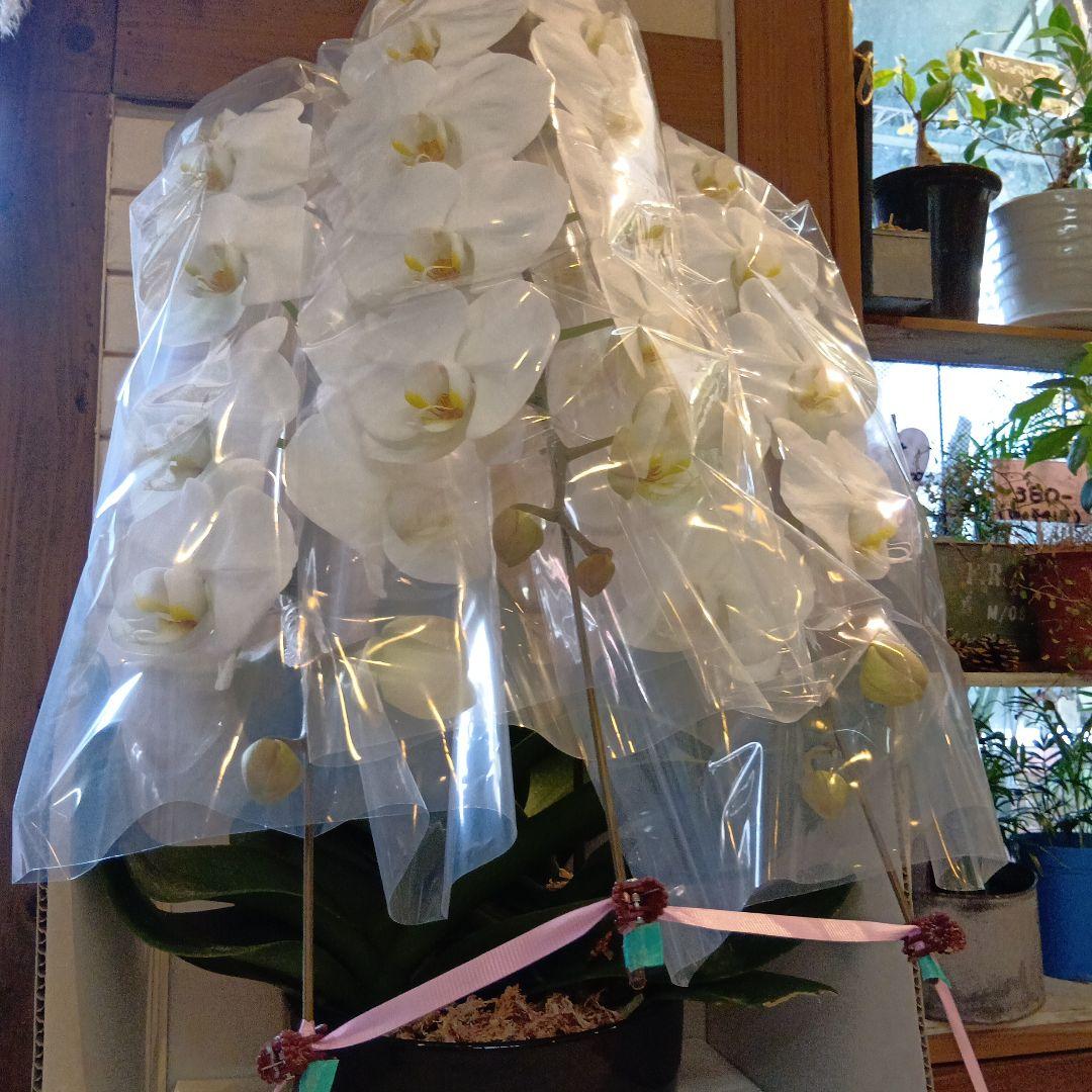 ネル！大輪胡蝶蘭３本立８寸陶器鉢入り新品ラッピング込み